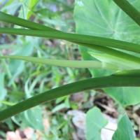 Colocasia esculenta (L.) Schott